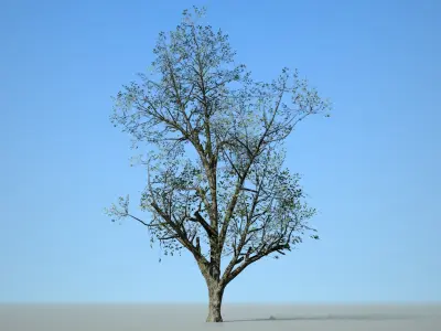 Broadleaf 001 Low-poly 3D model