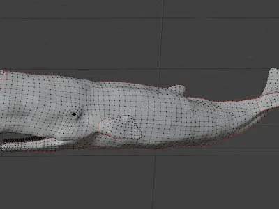 Sperm Whale 3D model