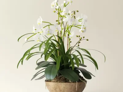 orchid 2 in wooden pot 3D model