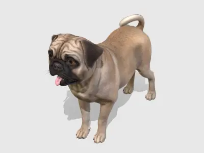 Dog - Pug Low-poly 3D model