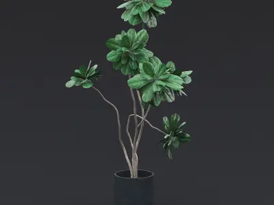 Fiddle Fig Tree I 3D model