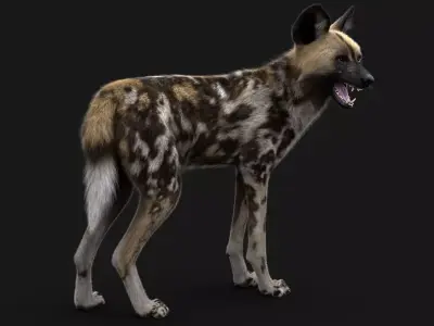 Wild Dog XGen Rigged 3D model
