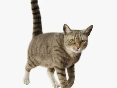Cat Gray Tabby Rigged Animated 3D model