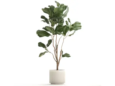 Decorative Tree Ficus Lyrata In A Flower Pot 1241 3D model