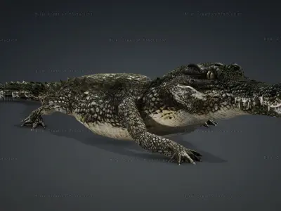 CROCODILE RIGGED ANIMATED 7 3D model