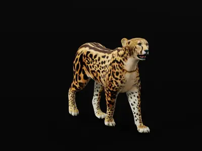 King Cheetah 3D model