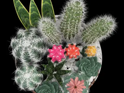 bowl of Cactus collection 3D model