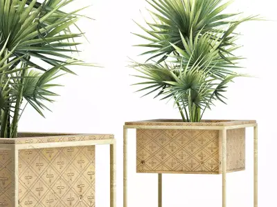Plants Collection 164 Arabian Sabal Minor 3D model