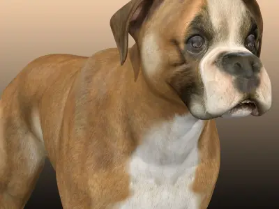 Boxer Dog  3D model