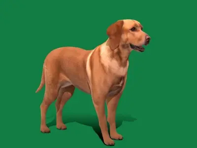 Labrador Retriever Dog  Low-poly 3D model