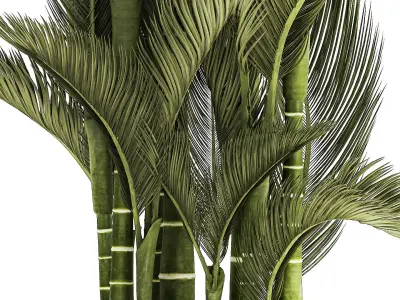 Small Indoor Palm White Pot Dypsis Cyrtostachys 1467 3D model