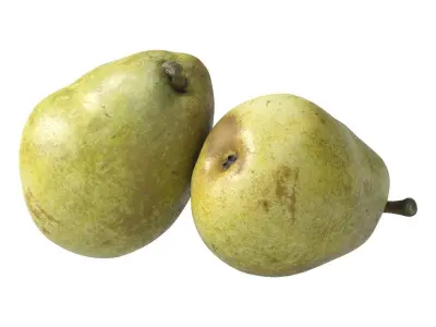 Kieffer Pear 3D model