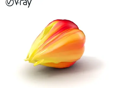 Fringed Tulip Flower Realistic model pack Low-poly 3D model