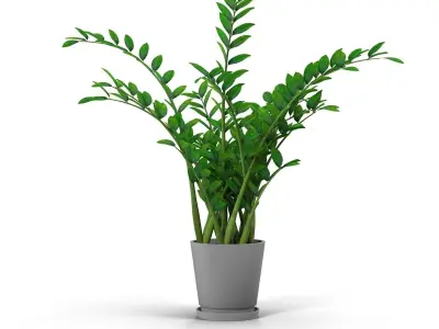 Zamioculcas plant in pot 3D model