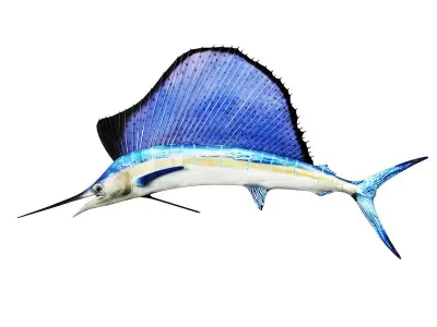 Sailfish 3D model