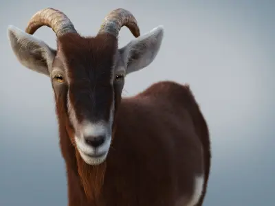 Brown Goat static Xgen Core 3D model