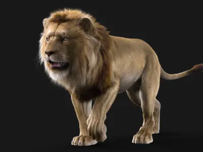 Realistic Lion Rigged  3D Model with XGen Fur- Animation  Ready Low-poly 3D model