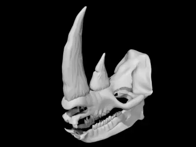 Rhino skull Low-poly 3D model