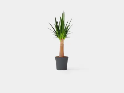 Yucca elephantipes Bottle Low-poly 3D model