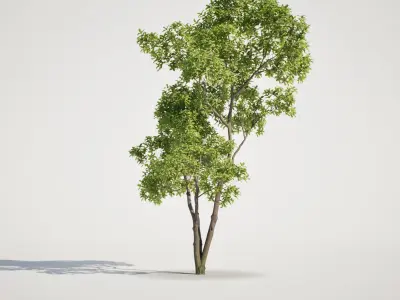 Tree Set 01 - UE5 and Others Low-poly 3D model