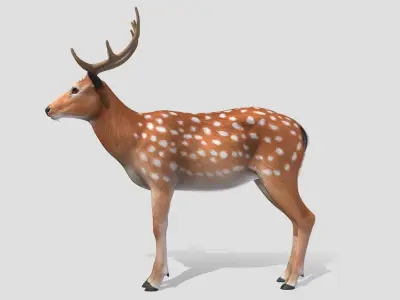 Deer - Stag Low-poly 3D model