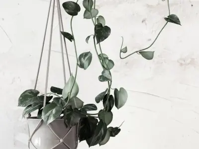 Plant Set in pot 3D model