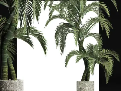Plants Collection 162 Egyptian Palm 3D model
