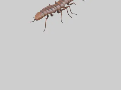 Centipede crawling model 3D model
