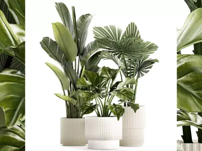 small plants white modern pots Strelitzia Licuala fan palm 1436 3D model