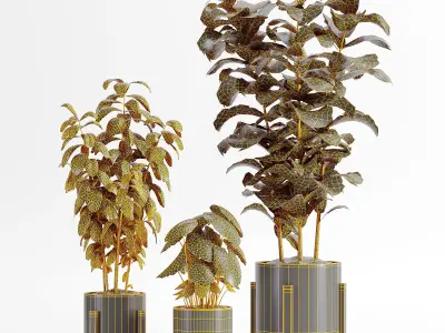 indooe plants in vase 006 Low-poly 3D model