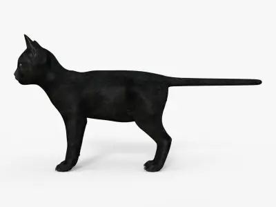 Realistic 3D Black  Kitten Rigged 3D model