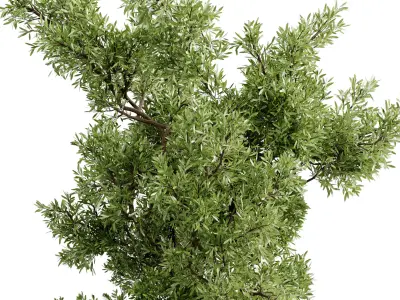 Tree Branch palnt - set indoor plant 681  3D model