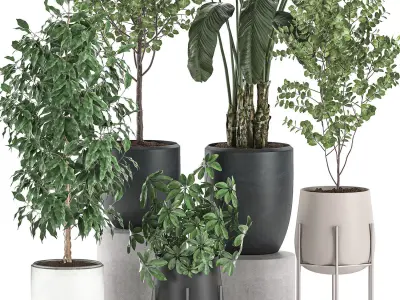 Decorative plants for interior decoration in pots 557 3D model