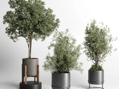 Collection indoor outdoor plant tree vase dirty concrete 3D model