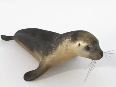 Marine seal Low-poly 3D model