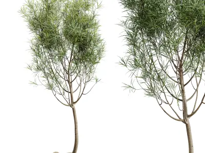 AV HousePlants Japandi Minimalism Ficus Dracaena Marginata15 3D model