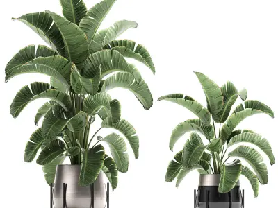 Banana palm in a pot for the interior 773 3D model