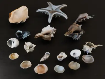 Sea shells Collection Bundle