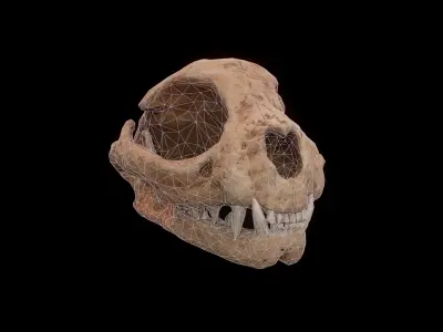 Cat skull PBR Low-poly 3D model