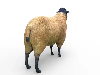3D Sheep low poly Model Low-poly 3D model