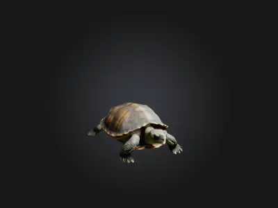 Realistic Injured Turtle Model Low-poly 3D model