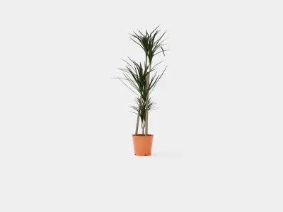 Dracaena marg 3 stem Low-poly 3D model