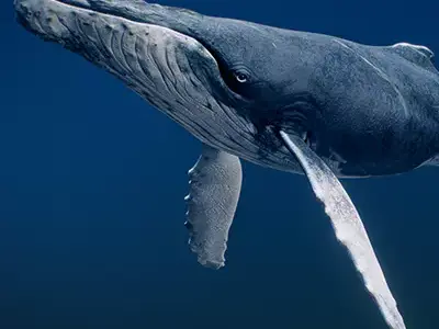  Humpback Whale 3D model
