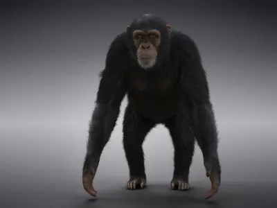 Chimpanzee Animated VFX Grace 3D model