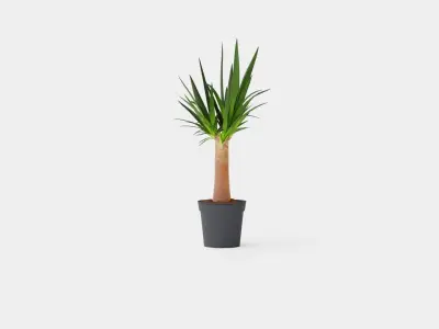 Yucca elephantipes Bottle Low-poly 3D model