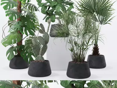 Plants collection 131 3D model