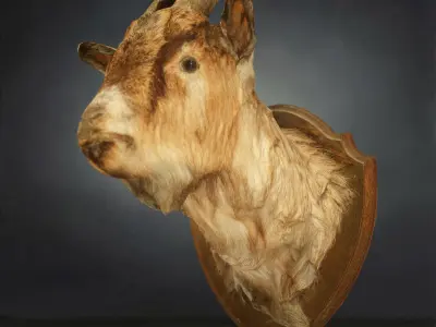 9 Animals Collection crocodile sculpture Low-poly 3D model