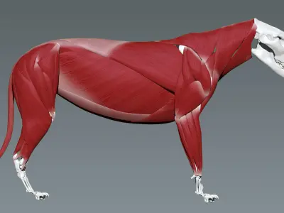 Lion Anatomy  3D model