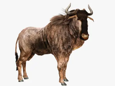 Wildebeest - with LOD and Animation Low-poly 3D model