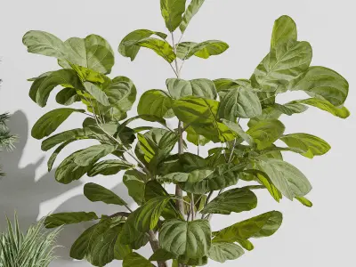 indoor plant set 403 palm bamboo ficus lyrata concrete vases  Low-poly 3D model